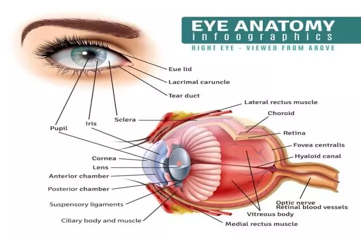 cornea